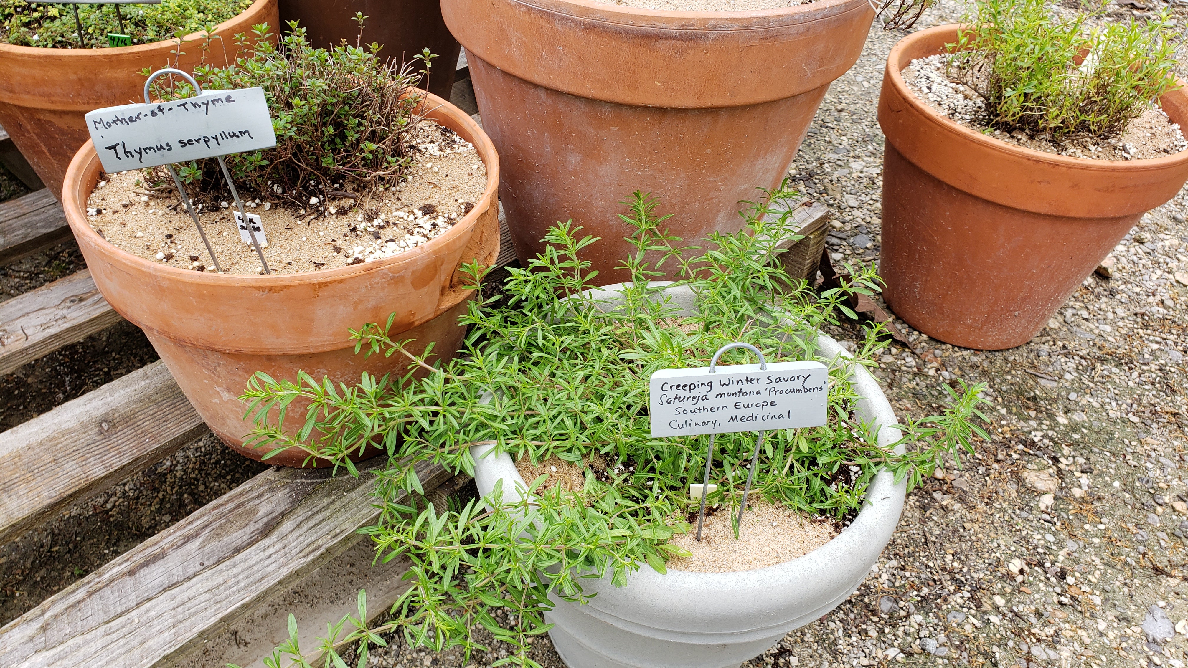 Multiple pots of herbs doing well with sand as a mulch